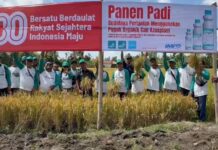 Aplikasikan Azosplant, Produksi Padi Meningkat dan Lahan Pertanian Makin Subur